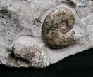 Huge Lytoceras Ammonite - Free Standing #4336-5